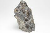 Ammonite (Promicroceras) Cluster - Marston Magna, England #207737-1